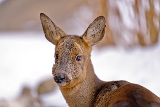 Cálculo de la sección del cable