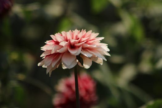 El estampado floral está de moda y en Zara y Mango he ...