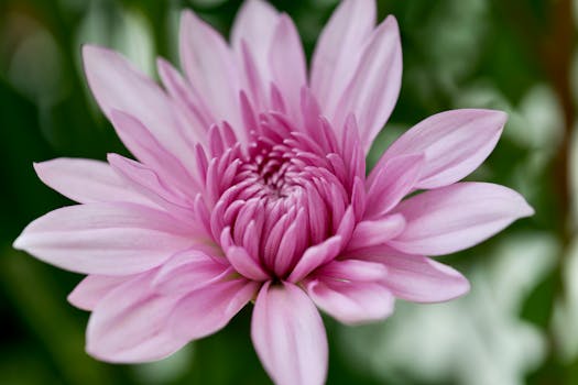 El color rosa bailarina es la nueva obsesión de las ...