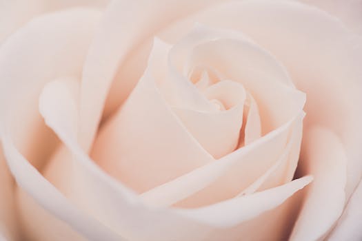 El color rosa bailarina es la nueva obsesión de las ...